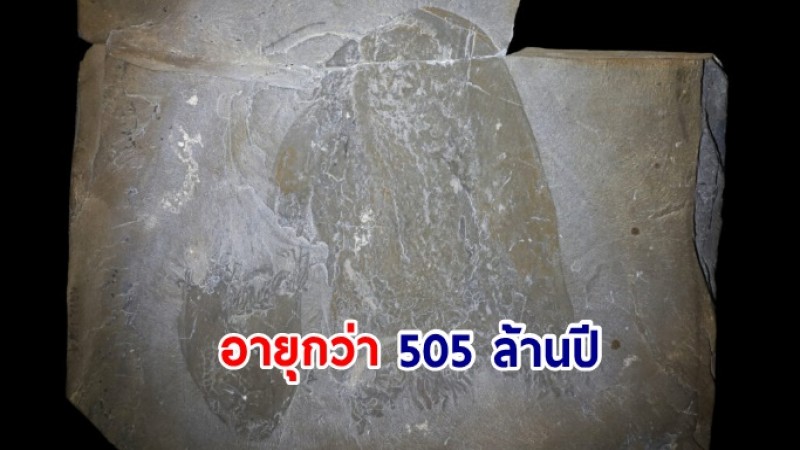 ฮือฮา นักวิทย์พบ "แมงกะพรุนสายพันธุ์เก่าแก่ที่สุด" ในฟอสซิลอายุกว่า 505 ล้านปี