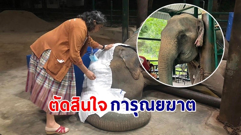 สุดเศร้า ! "หมอ" ตัดสินใจการุณยฆาต "พังสีเวย" หลังป่วยหนักหากปล่อยไว้ยิ่งทรมาน !