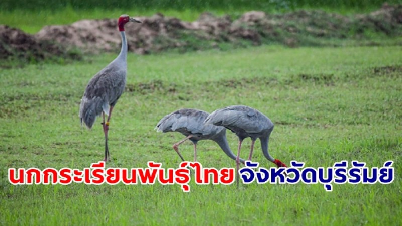 ชมวิถีชีวิต นกกระเรียนพันธุ์ไทย นกตัวใหญ่ ชีวิตใหม่แห่งพื้นที่ชุ่มน้ำ จังหวัดบุรีรัมย์