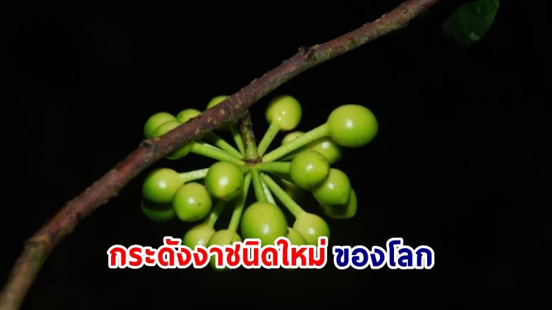 ค้นพบ "ระฆังอัครา" กระดังงาชนิดใหม่ของโลกจากภาคใต้