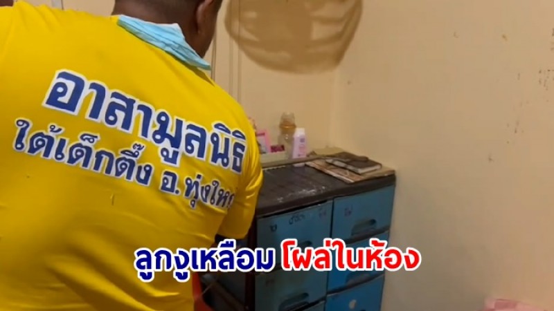 สาววัย 22 ผวา! ลูกงูเหลือมนอนแน่นิ่งบนสมุดในห้องนอน
