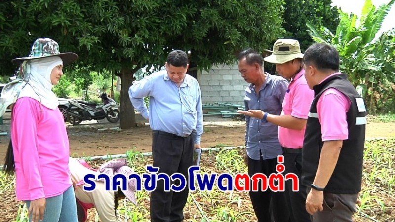  ชาวไร่ข้าวโพดระทมราคาข้าวโพดตกต่ำหนอนกระทู้ระบาดกัดกินซ้ำ