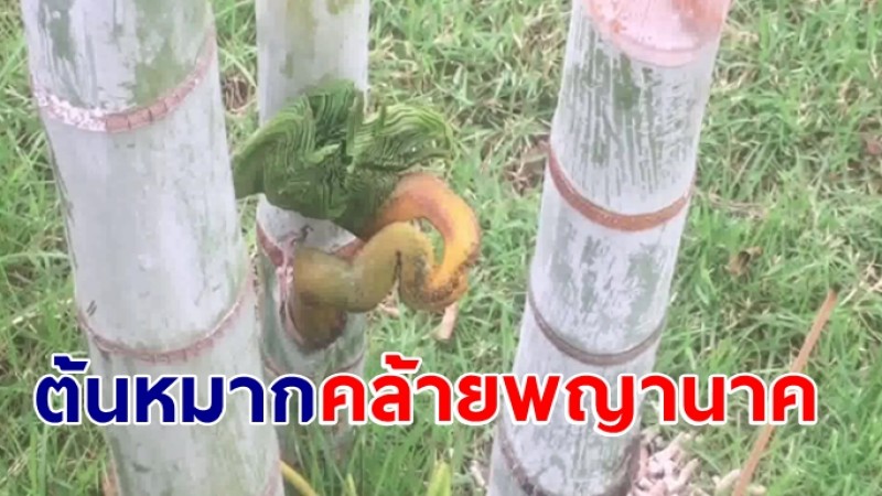 ขอโชคลาภต้นหมากคล้ายพญานาค ชาวบ้านตีเลขเด็ด 3 ตัวชัด