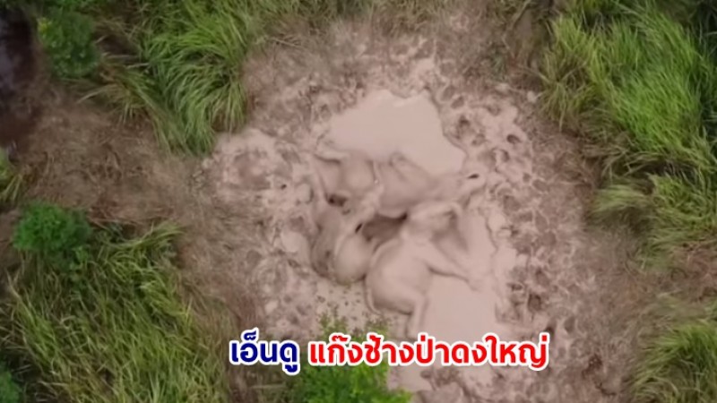 เปิดคลิปน่าเอ็นดู แก๊งช้างป่าดงใหญ่ เล่นโคลนสนุกสนาน