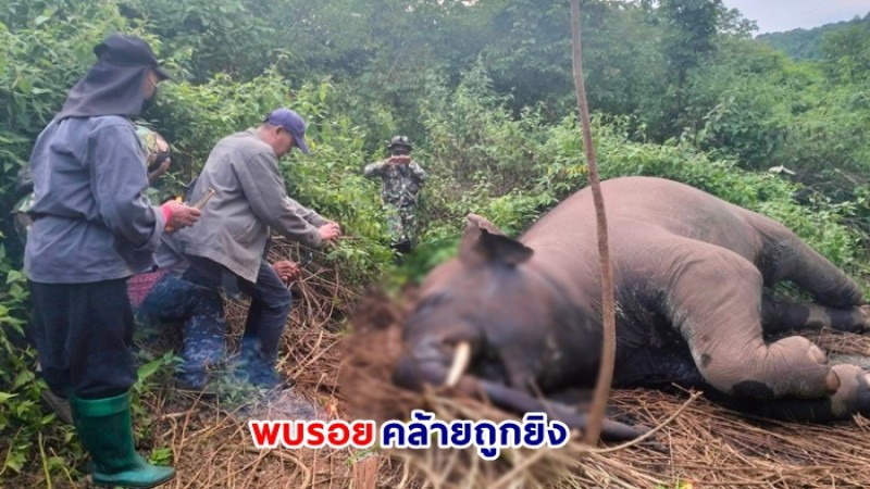 สลดใจ ! ช้างป่า ตายในไร่ชาวบ้านด่านซ้าย จ.เลย พบรอยคล้ายถูกยิง ตร.เร่งขยายผลหาตัวผู้กระทำผิด