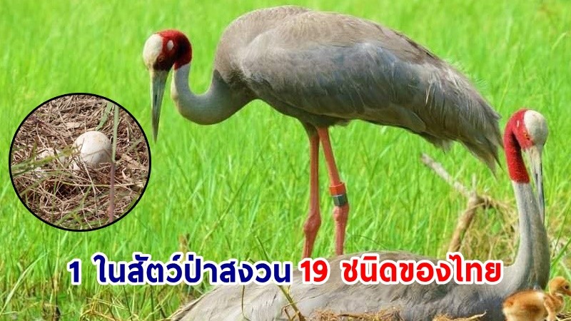 พบ "นกกระเรียนพันธุ์ไทย" สร้างรังวางไข่ในพื้นที่นาของชาวบ้าน ประสานชุมชนร่วมอนุรักษ์