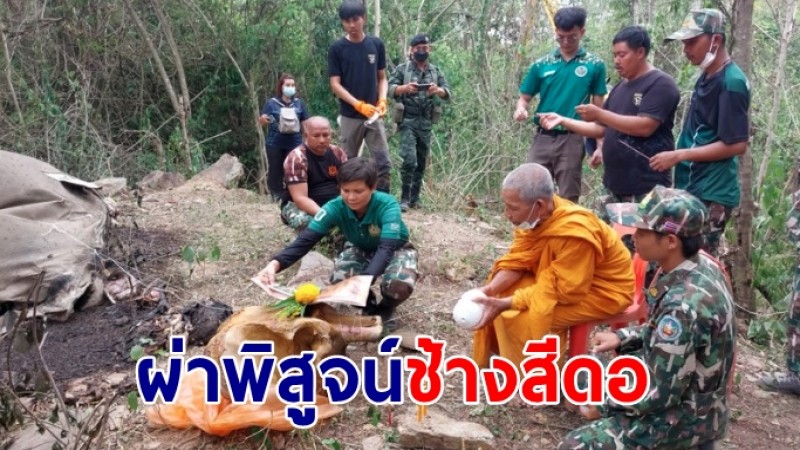 คืบหน้าผ่าพิสูจน์ช้างสีดอกุยบุรีตาย เพราะถูกยิงด้วยอาวุธปืน