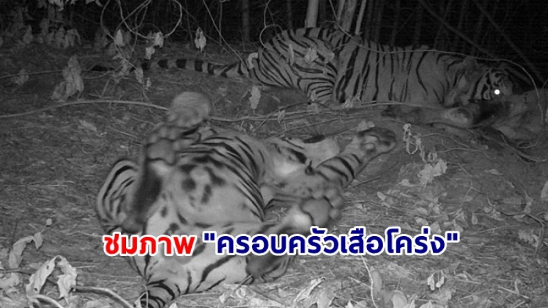 ชมภาพ "ครอบครัวเสือโคร่ง" หลังชวนกันออกมากินมื้อค่ำหน้ากล้องดักถ่าย