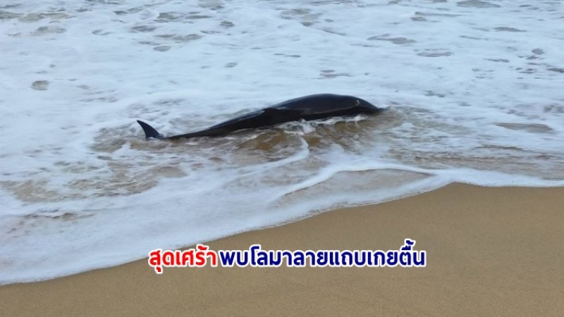 จนท.พบโลมาลายแถบเกยตื้น  - เจ้าหน้าที่อุทยานแห่งชาติเขาลำปี-หาดท้ายเหมือง เข้าช่วยเหลือ