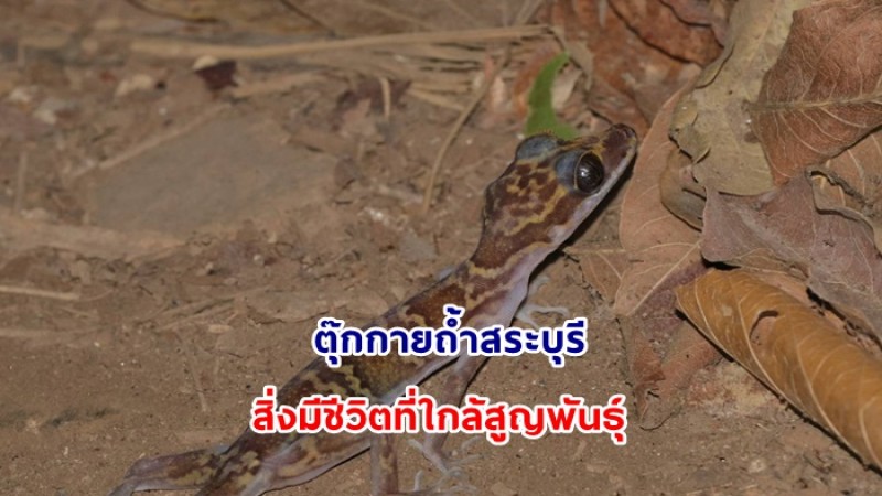 พารู้จัก ตุ๊กกายถ้ำสระบุรี สิ่งมีชีวิตที่ใกล้สูญพันธุ์ แต่การรักษาระบบนิเวศถ้ำและภูเขาหินปูน จะทำให้ตุ๊กกายยังดำรงเผ่าพันธุ์ได้ต่อไป