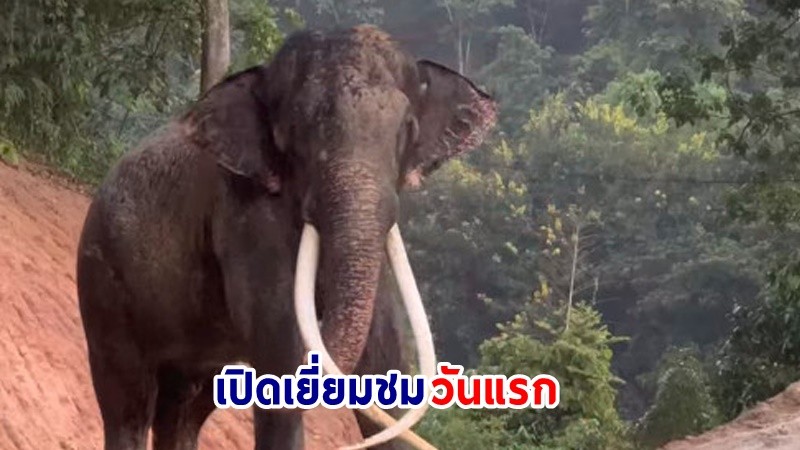 "ศูนย์อนุรักษ์ช้างไทย" เปิดให้เข้าเยี่ยมชม "พลายศักดิ์สุรินทร์" วันแรก !