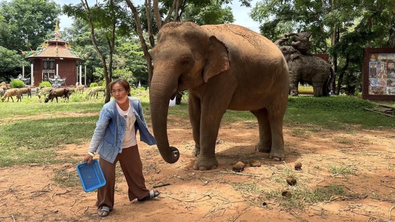 วอนช่วยเหลือ “น้องปุ๊กกี้” ช้างเพศเมีย 17 ปี ตั้งท้อง 9 เดือน หลังนักท่องเที่ยวบางตา