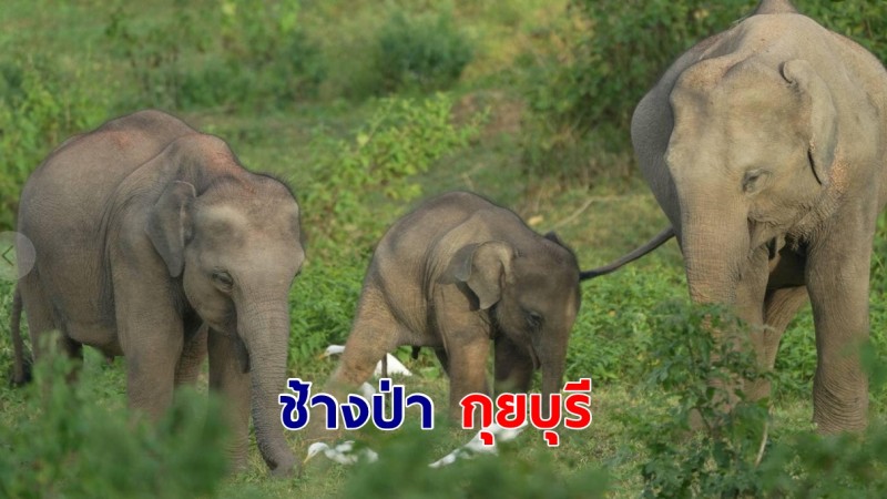 ชมความน่ารัก ช้างป่ากุยบุรี อุทยานแห่งชาติกุยบุรี จ.ประจวบคีรีขันธ์