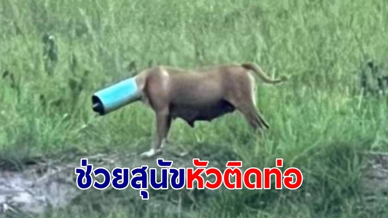 กู้ภัยช่วยวุ่น "สุนัขท้องแก่หัวติดท่อ"  วิ่งหนีไม่ยอมให้จับ ใช้เวลา ถึง 2 วันช่วยสำเร็จ 