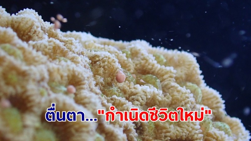 ตื่นตา "กำเนิดชีวิตใหม่" ปะการังใต้ท้องทะเล 