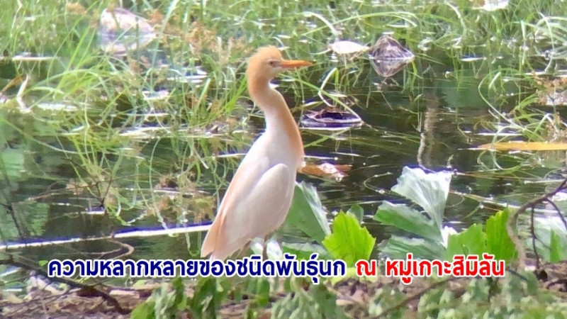 ชมภาพ "ความหลากหลายของชนิดพันธุ์นก ณ หมู่เกาะสิมิลัน"