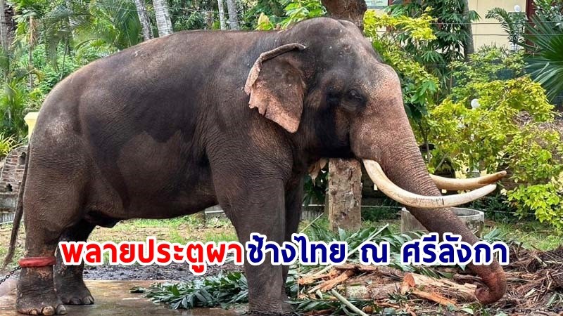 กรมอุทยานฯ ติดตามสุขภาพและสวัสดิภาพ "พลายประตูผา" ช้างไทย ณ ศรีลังกา