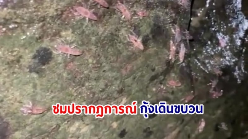  เปิดเทศกาลชมปรากฏการณ์กุ้งเดินขบวน ประจำปี พ.ศ. 2566