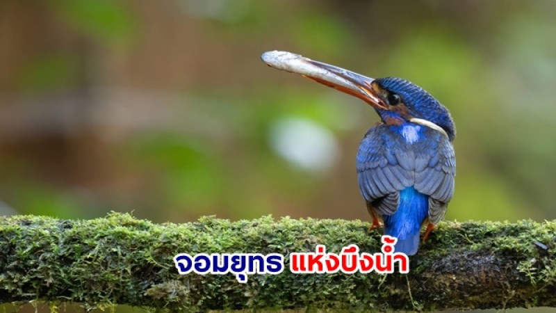 นี่แหละจอมยุทธแห่งบึงน้ำ "นกกระเต็นน้อยหลังสีน้ำเงิน"