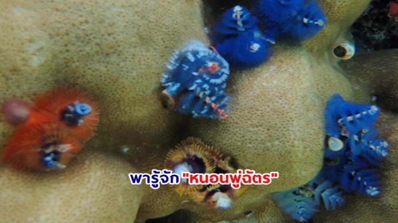 ตื่นตาตื่นใจกับ "หนอนพู่ฉัตร" หนอนปล้องใต้ทะเลสุดงดงาม