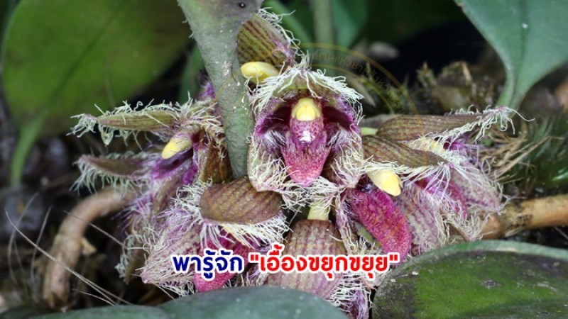 เรื่องไม่ลับฉบับนักวิจัย รู้จักกล้วยไม้ป่า ความสวยงามที่ควรอยู่คู่ป่าเท่านั้น
