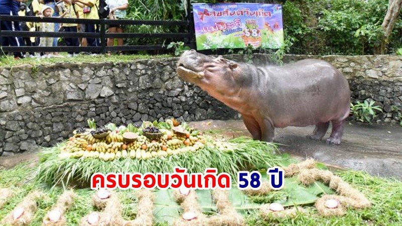 ครบรอบวันเกิด 58 ปี "แม่มะลิ" ฮิปโปโปเตมัสอายุยืนที่สุดในประเทศไทย