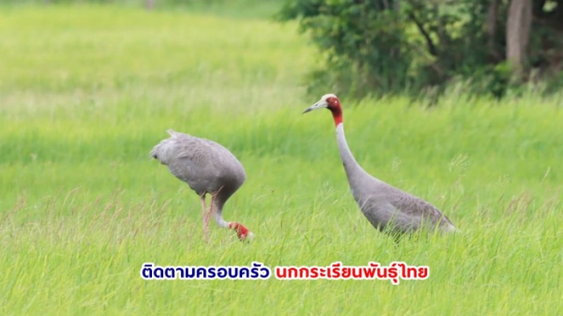 จนท.เขตห้ามล่าฯอ่างเก็บน้ำห้วยตลาด ติดตามครอบครัวนกกระเรียนพันธุ์ไทย พบพ่อแม่พาลูกนกออกหากินแล้ว