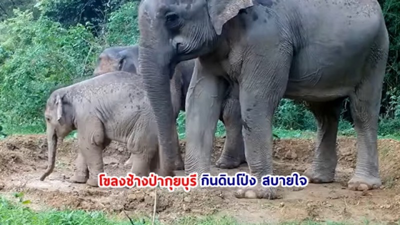 โขลงช้างป่ากุยบุรี กินดินโป่ง สบายใจ หลังอุทยานฯ กุยบุรี สร้างโป่งเทียมเสริมแร่ธาตุเพิ่ม