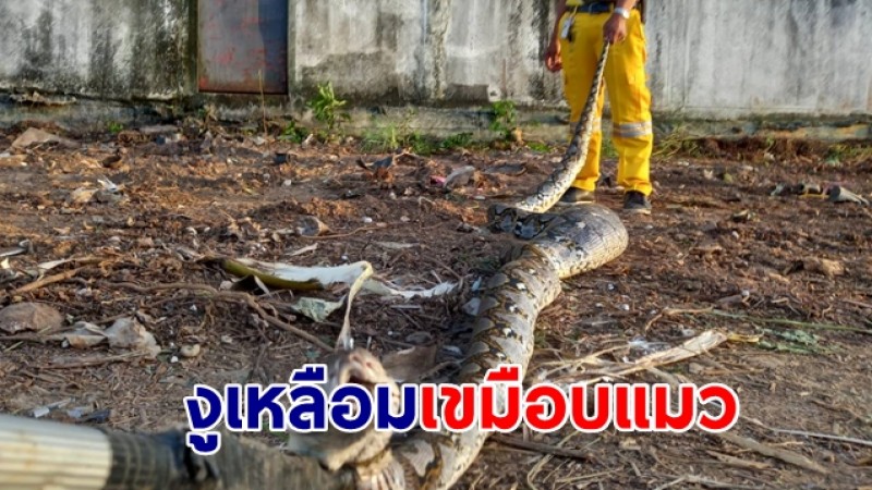 งูเหลือมยักษ์เขมือบแมว หนีลงโพรงดิน ลำตัวติด ถูกจับโดยละม่อม