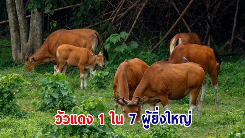 ชมความงดงาม วัวแดง 1 ใน 7 ผู้ยิ่งใหญ่ แห่งผืนป่าห้วยขาแข้ง