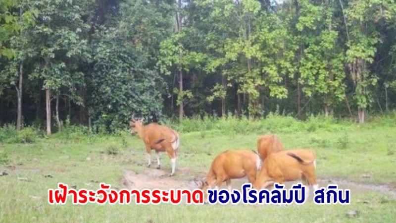 เขตรักษาพันธุ์สัตว์ป่าห้วยขาแข้ง เฝ้าระวังการระบาดของโรคลัมปี สกิน