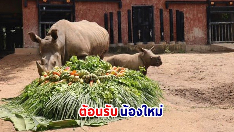 ต้อนรับน้องใหม่ ! สวนสัตว์เปิดเขาเขียวเปิดตัว "น้องท็อป" ลูกแรดขาว รับวันอนุรักษ์แรดโลก