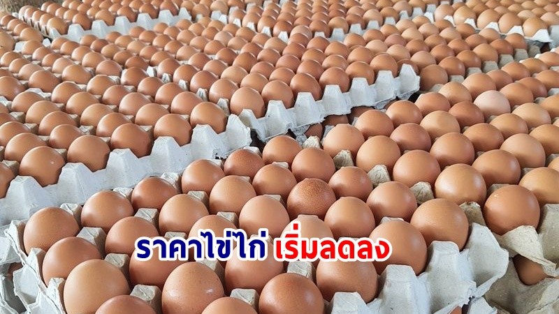 กรมการค้าภายใน เผย! ราคา "ไข่ไก่" เริ่มลดลง หลังมีปริมาณเพียงพอ