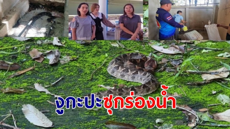 สาวใหญ่ผงะเจองูกะปะยาว 1 เมตรนอนขดร่องน้ำหลังบ้าน