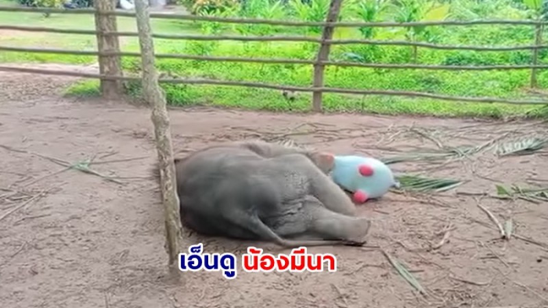 สุดเอ็นดู น้องมีนา ลูกช้างป่าซุปตาร์แห่งกระบกคู่ กำลังเล่นสนุกกับตุ๊กตา