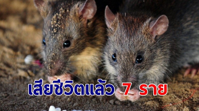 สคร.11 เตือนระวัง "โรคฉี่หนู" หลังพบเสียชีวิตแล้ว 7 ราย