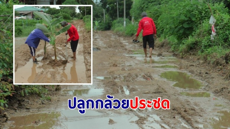 ชาวบ้านปลูกกล้วยประชด หลังผู้รับเหมารื้อถนนทำเดือดร้อน ฝนตกถนนเละเข้า-ออกลำบาก  