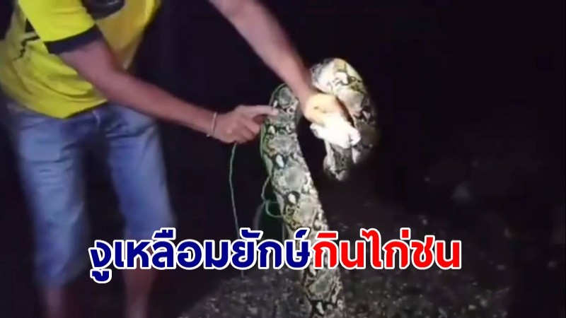 งูเหลือมยักษ์ 4 เมตร บุกกินไก่ชน สารวัตรกำนันจับปล่อยป่า