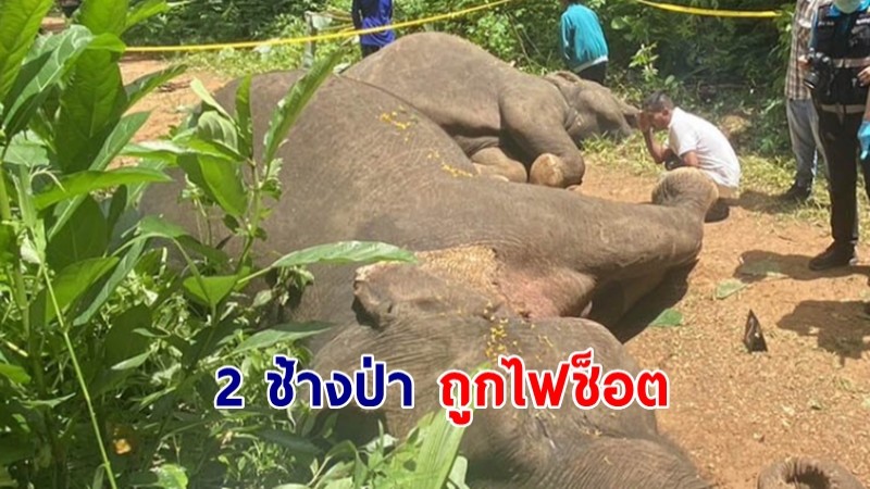 2 ช้างป่า ถูกไฟช็อตดับ ป่าไม้แจ้งความเอาผิดเจ้าของสวนทุเรียน