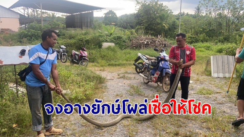 คอหวยแห่ตีเลข! จงอางยักษ์ โผล่บ้านพักคนงานโรงไม้ ก่อนวันหวยออก