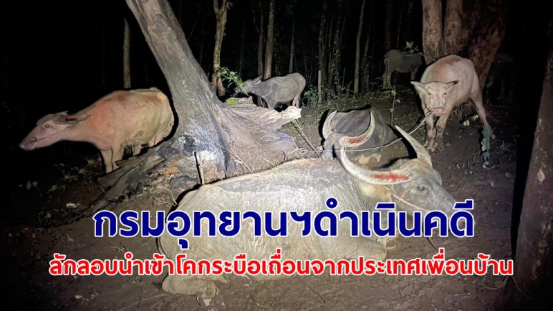 กรมอุทยานฯ ดำเนินคดีลักลอบนำเข้า "โคกระบือเถื่อน" จากประเทศเพื่อนบ้าน