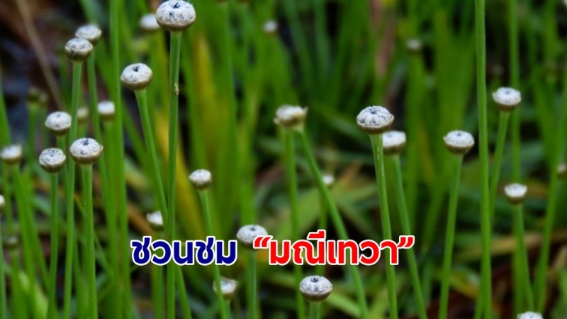 ชวนชม “มณีเทวา” ที่เกิดเองตามธรรมชาติ ณ อุทยานแห่งชาติไทรทอง