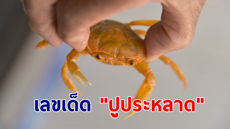 คอหวยส่องเลขเด็ด "ปูประหลาด" เหลือง-ส้ม เชื่อให้โชค