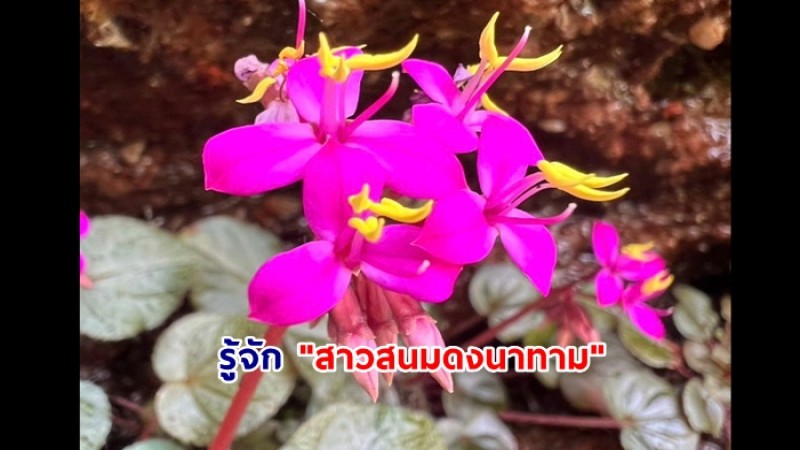 รู้จัก “สาวสนมดงนาทาม”สาวน้อยคนงาม ที่ชอบขึ้นใต้เพิงหินทราย ในพื้นที่วนอุทยานน้ำตกผาหลวง