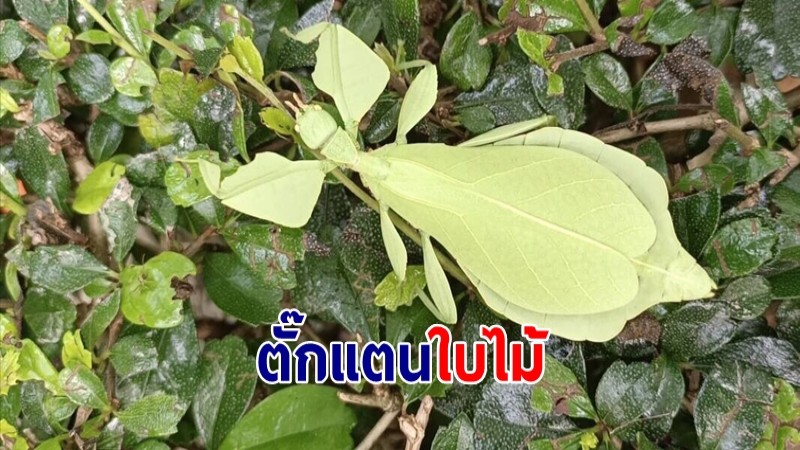 พบ "ตั๊กแตนใบไม้" พรางตัวหลบศัตรูู สัตว์พิสดารและสวยงามของโลก