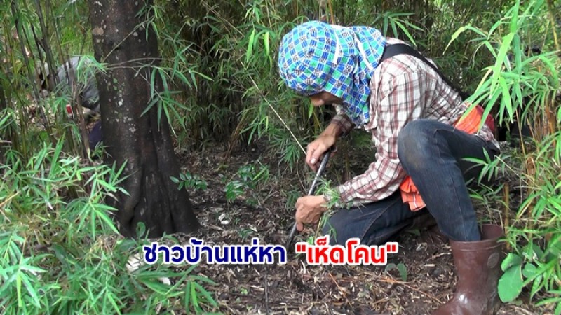 ชาวบ้านแห่หา "เห็ดโคน" รสชาติอร่อยของดีบ้านจระเข้สามพัน บางคนต้องนอนเฝ้าจุด