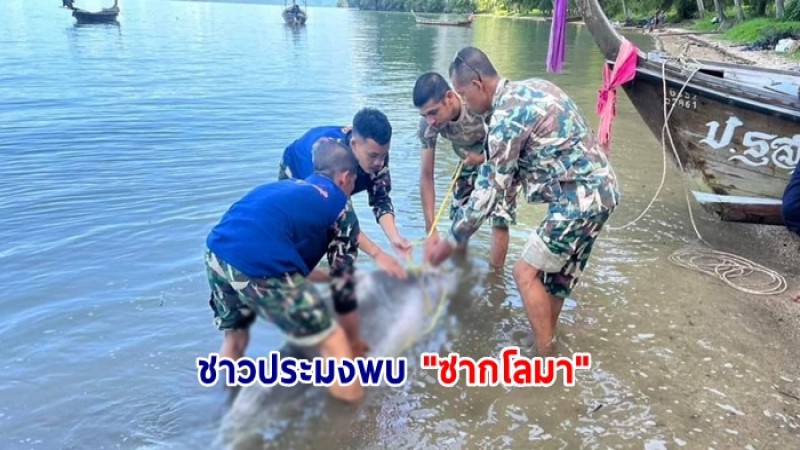 ชาวประมงพบ "ซากโลมา" เกยตื้นหน้าหาดอ่าวม่วง  ก่อนประสาน อช.ธารโบกขรณี ตรวจสอบ