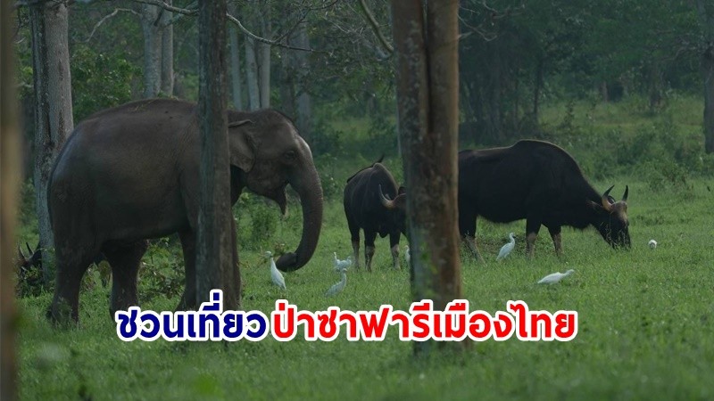ชวนเที่ยว ! ป่าซาฟารีเมืองไทย ส่อง! "ช้างป่า-กระทิง" ที่อุทยานแห่งชาติกุยบุรี จ.ประจวบฯ