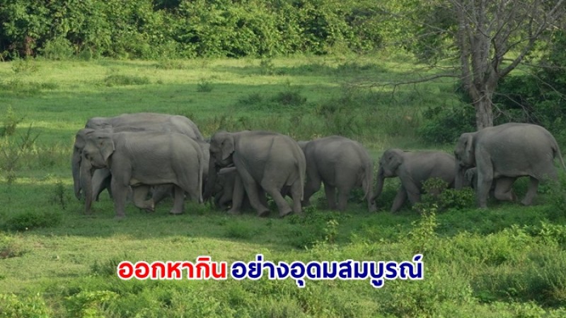 ชมภาพบรรญากาศ ช้างป่า-กระทิง ออกหากินโดยธรรมชาติ