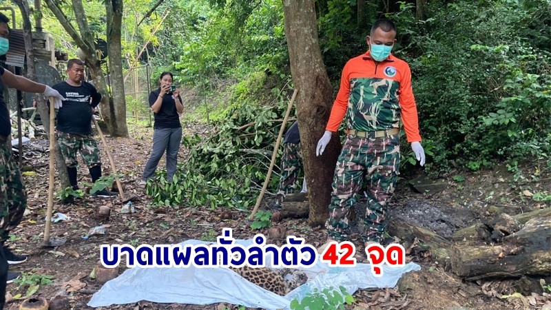 สุดเศร้า ! "เสือดาว" แก่งกระจานบาดเจ็บ ล่าสุดตายแล้ว พบบาดแผลทั่วลำตัว 42 จุด